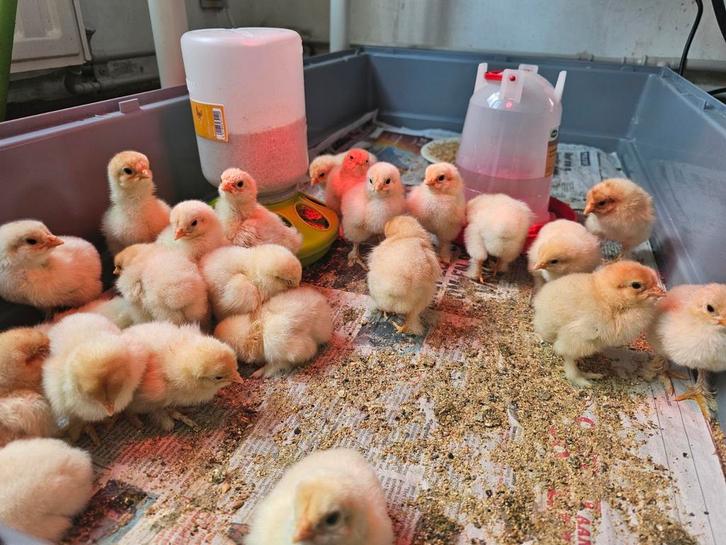 Ras & kleur zuiver: lemon pyle kuikens (Brahma)., Dieren en Toebehoren, Pluimvee