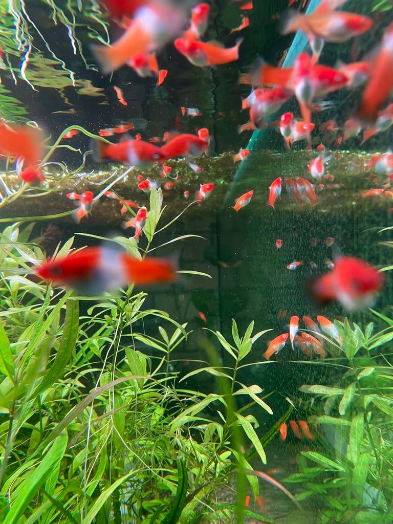 Zwaarddragers koi, Jardin & Terrasse, Bulbes & Semences, Enlèvement