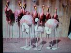 3 Stoffen flamingo's, Ophalen