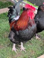 Hanen legkippen Lohmann Brown en productie Marans., Dieren en Toebehoren, Mannelijk, Kip