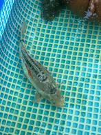 Mooie Koi en vijvervissen over te nemen- liefst in één keer, Dieren en Toebehoren