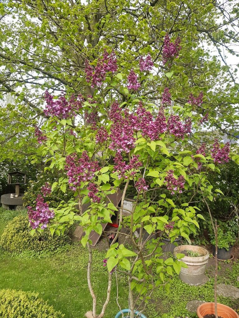 Sering, Tuin en Terras, Ophalen, Lente, Vaste plant