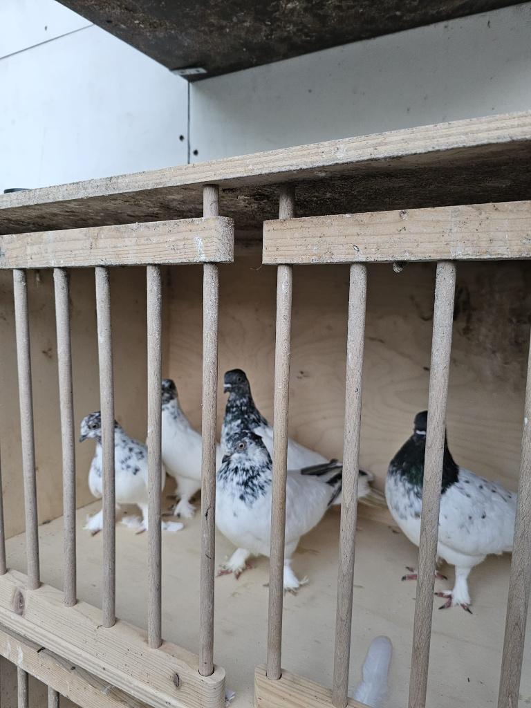 Boedapest Hoogvliegers Sportduiven Origineel, Dieren en Toebehoren, Geslacht onbekend, Overige soorten