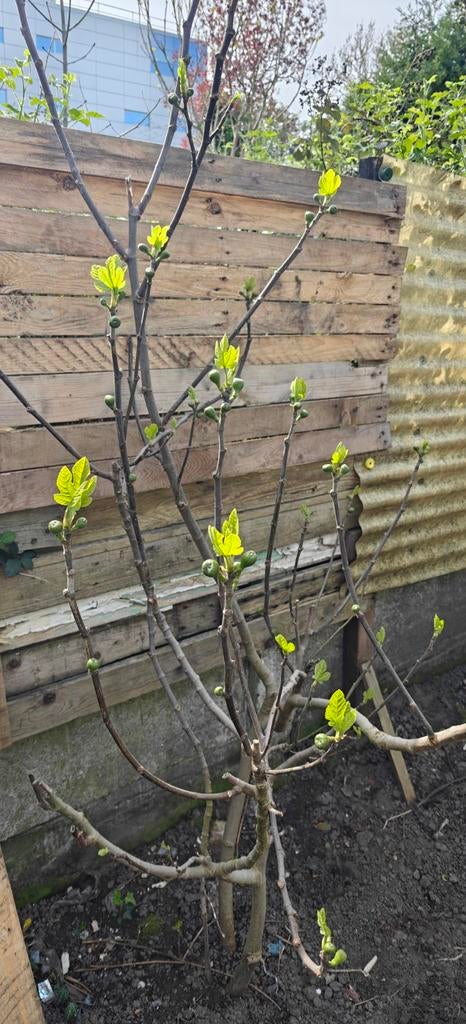 2-3 jarige vijgenbomen, Tuin en Terras, Planten | Fruitbomen, Vijgenboom, Ophalen