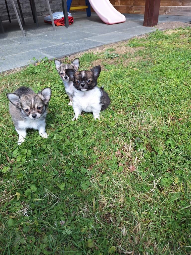 Chihuahua pups, Parvo, België, 8 tot 15 weken, Meerdere