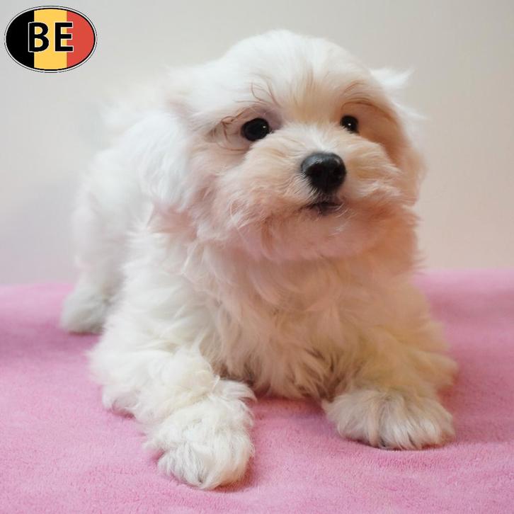 chiots Bichon Maltais (belges), Animaux & Accessoires, Chiens | Chihuahuas & Chiens de compagnie, Plusieurs animaux, Bichon maltais