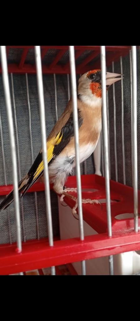 Chardonneret mal petite taille 2025 à partir de, Animaux & Accessoires, Oiseaux | Canaris, Mâle