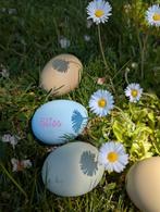 Broedeieren Easter Egger groenlegger olijflegger kleurlegger, Dieren en Toebehoren, Pluimvee, Kip