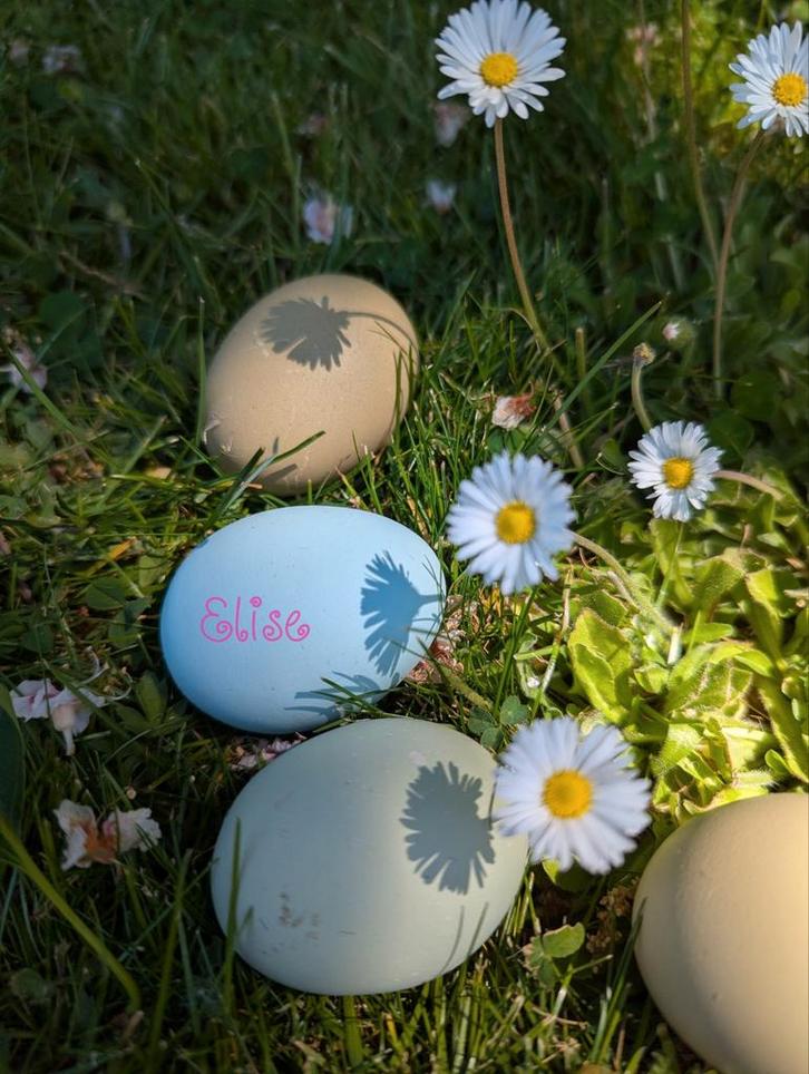 Broedeieren Easter Egger groenlegger olijflegger kleurlegger, Dieren en Toebehoren, Pluimvee, Kip