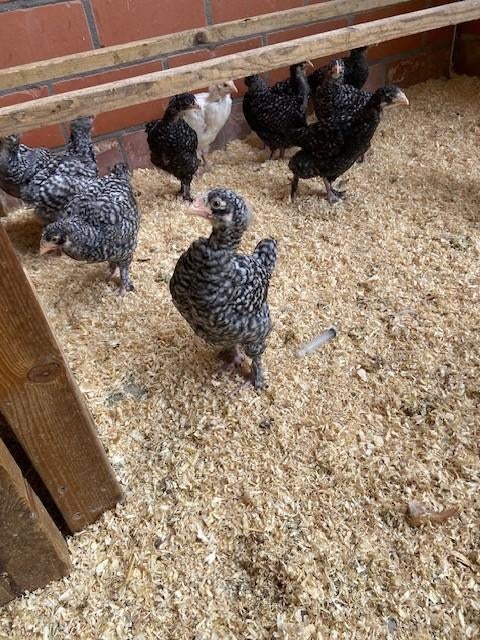 mechelse koekoek, Plusieurs animaux, Poule ou poulet