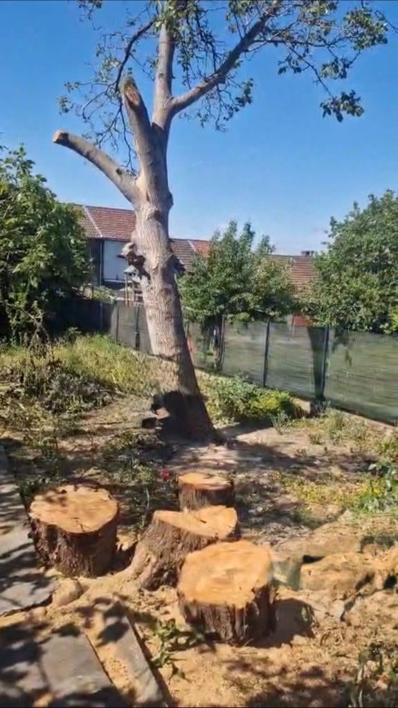 De la Pelouse à l’arbre, Immo