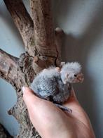 Handtamme kakariki jongen