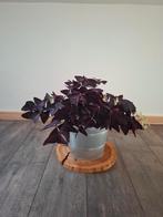 Geluksklaver plant, Ophalen