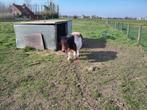 mooie brave bonte shetland merrie, Merrie, Niet van toepassing, Gechipt, A pony (tot 1.17m)