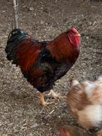 Hanen, Dieren en Toebehoren, Pluimvee