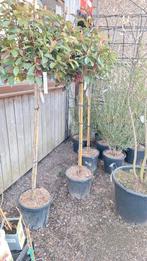 ‼️Photinia red robin aan promoprijzen ‼️, Tuin en Terras, Ophalen