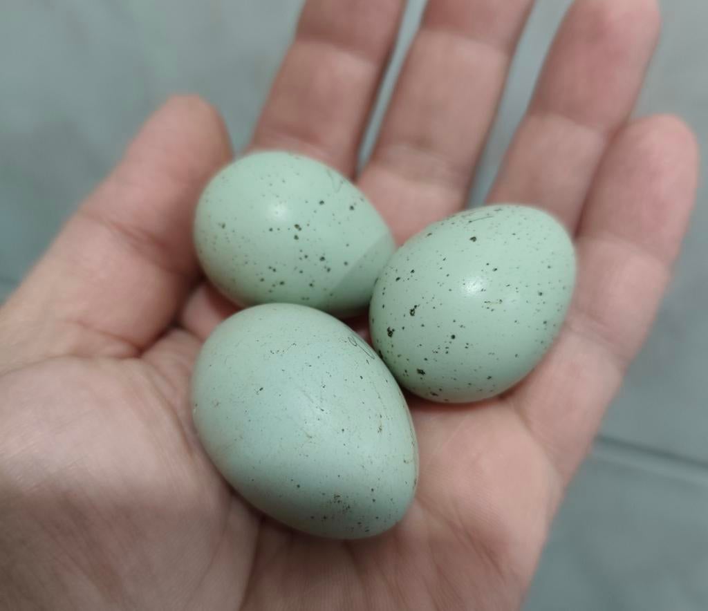 Broedeieren Japanse celadon kwartel