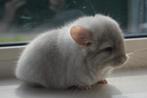 chinchilla bokjes, Dieren en Toebehoren, Knaagdieren, Februari, Mannelijk, Chinchilla