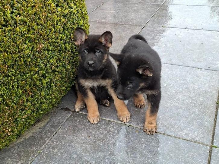 chiots bergers allemands, Animaux & Accessoires, Chiens | Bergers & Bouviers, Plusieurs animaux, Berger, Éleveur | Professionnel