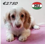 Teckel à poil long (femelles) chiots à vendre, 15 semaines à 1 an, Hépatite contagieuse (maladie de Rubarth), Chienne, Poils longs