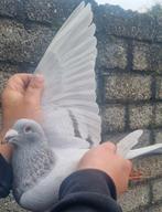 Postduif Super Inbred "KITTEL", Dieren en Toebehoren, Vogels | Duiven, Mannelijk, Postduif