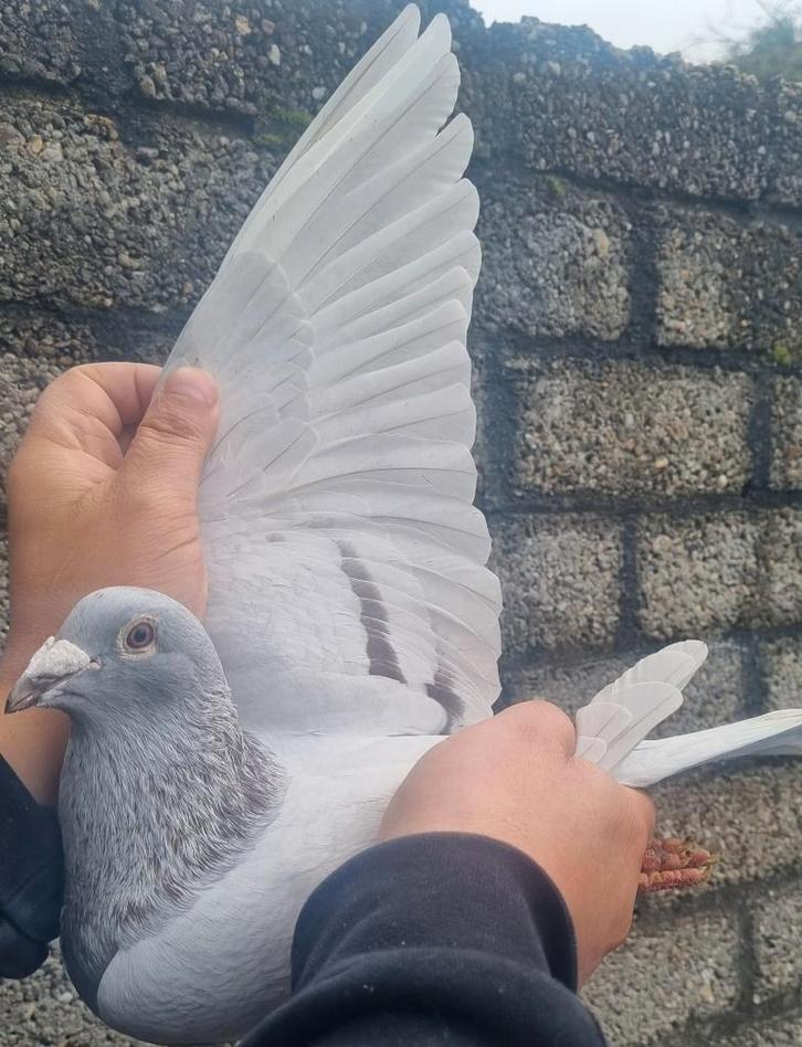 Pigeon de course super consanguin « KITTEL », Animaux & Accessoires, Oiseaux | Pigeons, Pigeon voyageur, Mâle