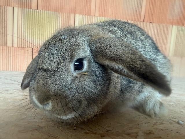 Hamac pygmée néerlandais, Plusieurs animaux, Nain, Oreilles tombantes, 0 à 2 ans