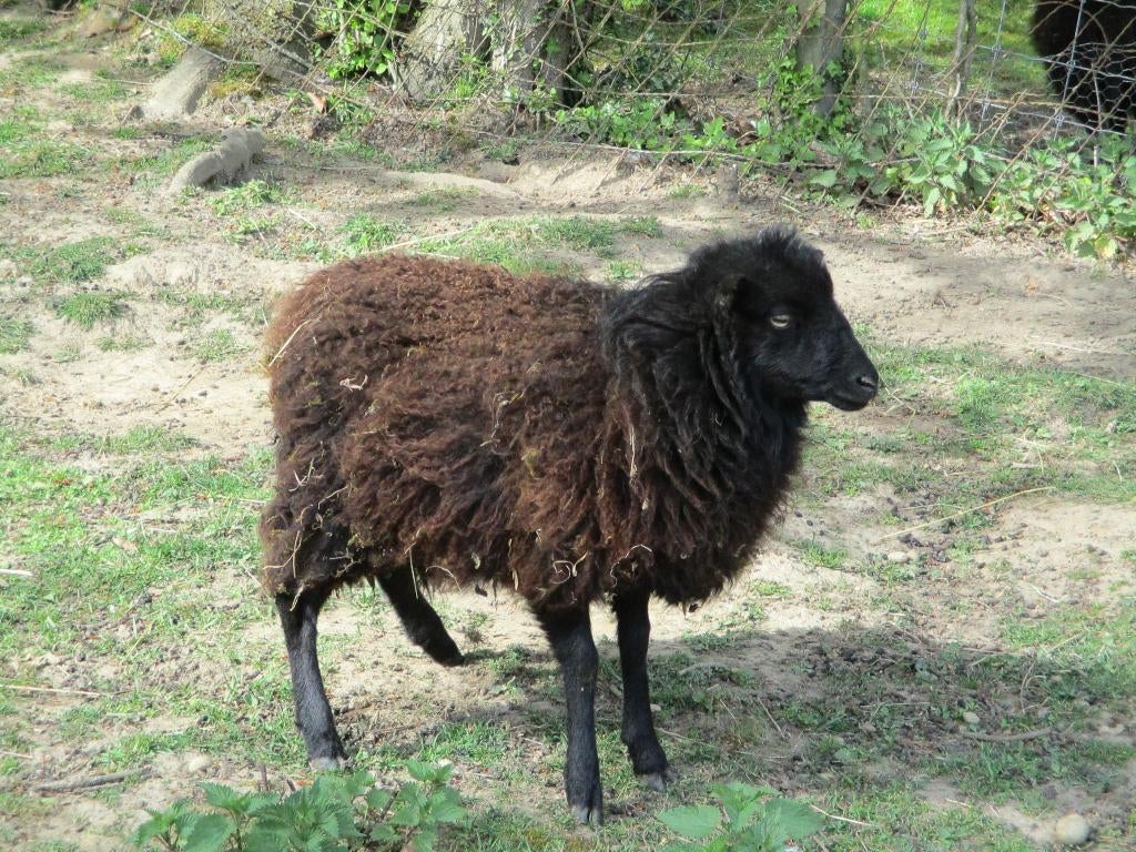 Moutons Ouessant noirs - Zwarte schapen, Animaux & Accessoires, Moutons, Chèvres & Cochons, Mouton, Plusieurs animaux, 0 à 2 ans