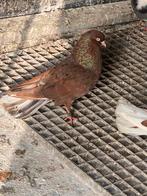 Duiven Kosovo dunek, Animaux & Accessoires, Oiseaux | Pigeons, Mâle, Autres espèces