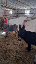 2 ezels (hengst en drachtige merry) zoeken nieuwe thuis, Dieren en Toebehoren, Overige Dieren, Augustus, Meerdere dieren