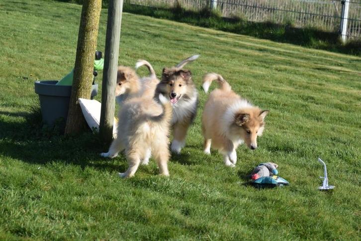 Schotse collie pups, Dieren en Toebehoren, Honden | Herdershonden en Veedrijvers, Reu, Herder, Fokker | Professioneel, Meerdere