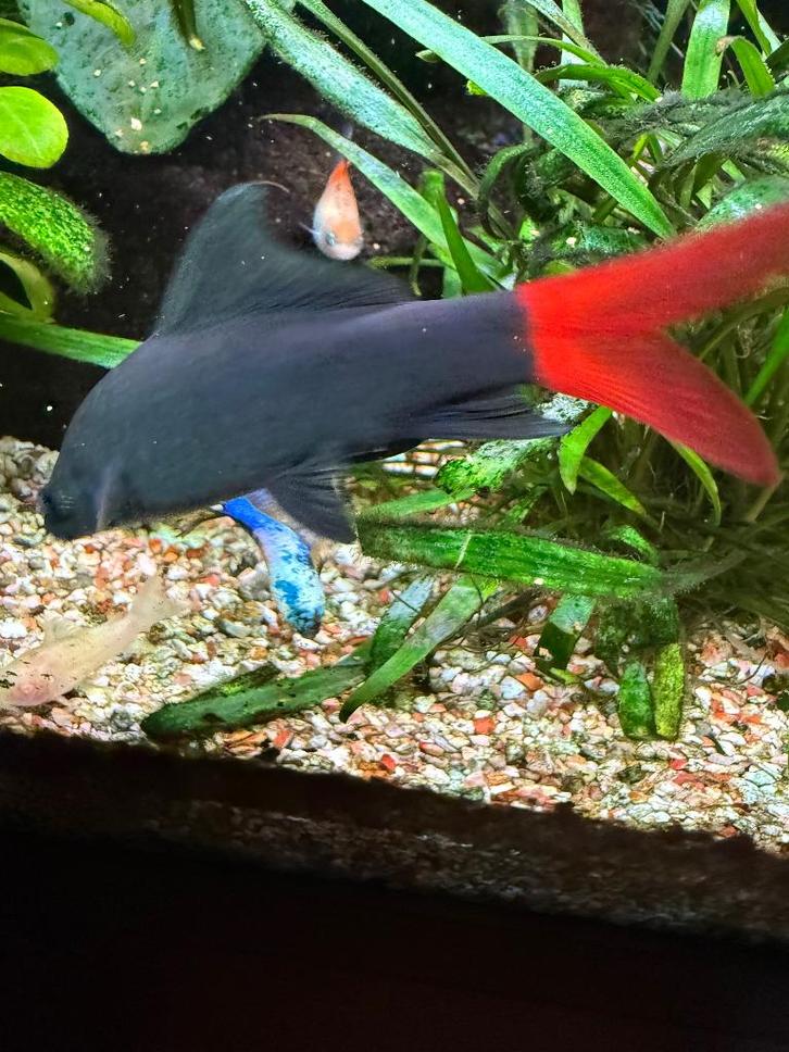 Contenu de l'aquarium d'eau douce, Animaux & Accessoires, Poissons | Poissons d'aquarium, Poisson d'eau douce, Poisson