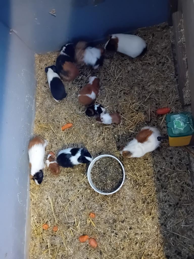 Cavia groep..., Dieren en Toebehoren, Knaagdieren, Maart, Meerdere dieren, Cavia