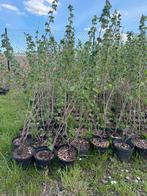 noisetier, Jardin & Terrasse, Enlèvement, En pot