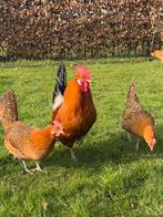 Fries Hoen (Venlo aux Pays-Bas), Animaux & Accessoires, Volatiles, Plusieurs animaux, Poule ou poulet