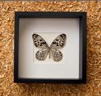vlinder idea idea in kader, Collections, Collections Animaux, Enlèvement ou Envoi, Neuf, Insecte, Animal empaillé