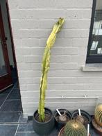 Cactus: Euphorbia ingens canarias, Maison & Meubles, Plantes d'intérieur, En pot, Plein soleil, Plante à fleurs, Enlèvement