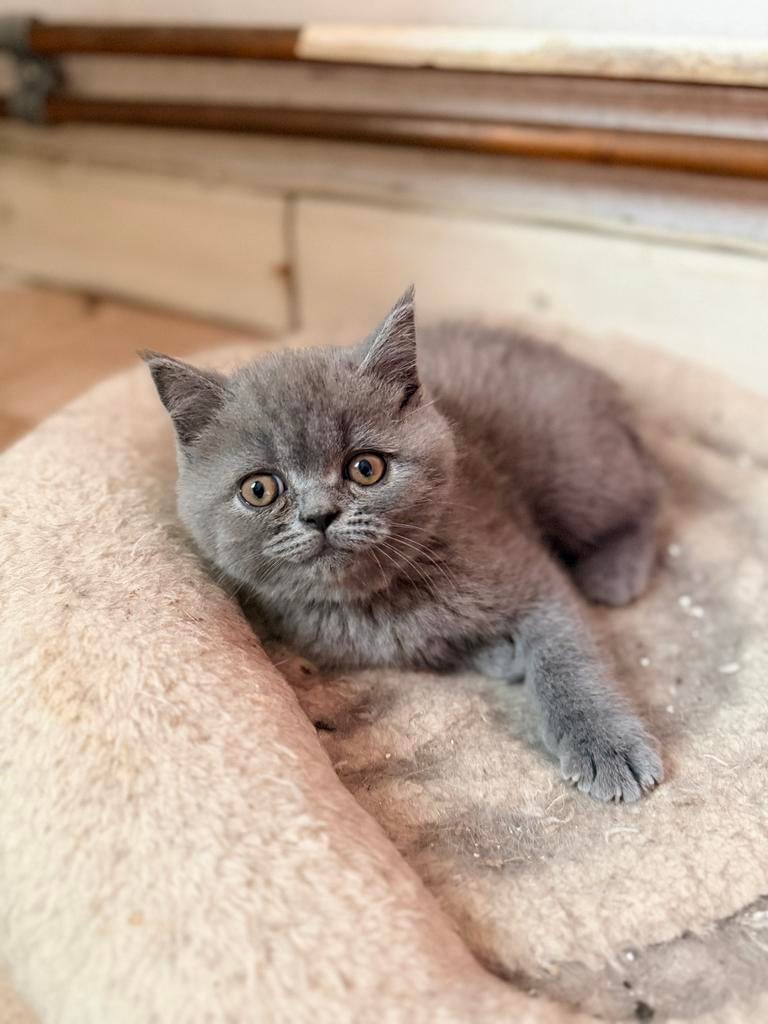 Britse korthaar  kittens, Meerdere dieren, Gechipt, 0 tot 2 jaar