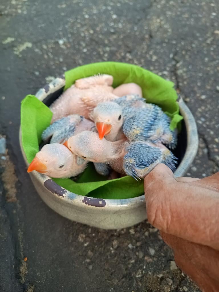 Te koop halsbanden voor handopfok, Geslacht onbekend, Parkiet, Geringd