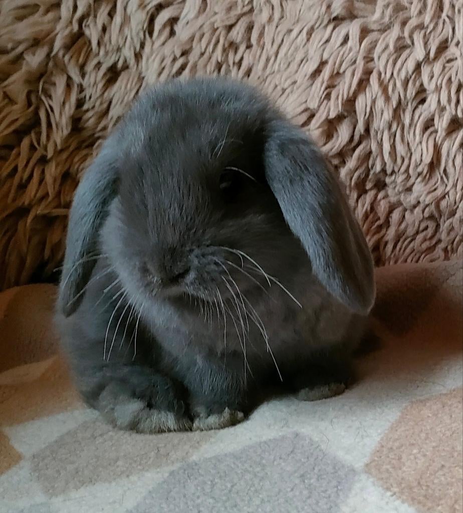 Minilop rammetje raszuiver, Mâle, Nain, Oreilles tombantes, 0 à 2 ans