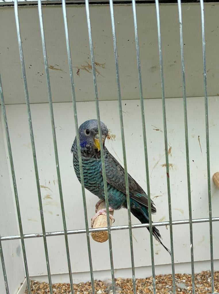 Bfbw en bf grasparkieten mannen 2026, Dieren en Toebehoren, Vogels | Parkieten en Papegaaien, Parkiet, Mannelijk, Geringd