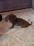 Tekkel puppy, Dieren en Toebehoren, Parvo, België, Standaard, Handelaar