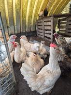 Haan en kippen, Dieren en Toebehoren, Pluimvee, Meerdere dieren, Kip