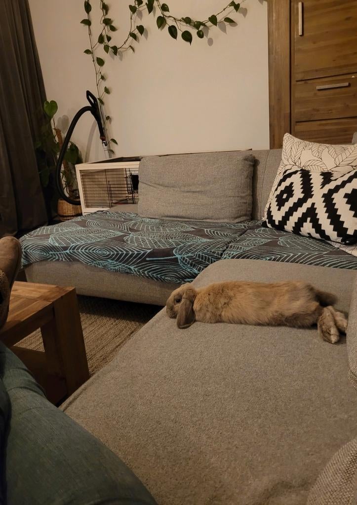 Gezocht: vakantie opvang konijn omgeving Hoogstraten