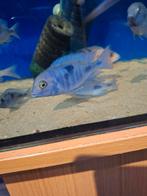 Cichlides malawi cyctocara moori 6-7 cm, Animaux & Accessoires