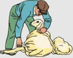 Schapen scheren