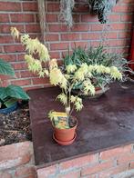 Japanse Esdoorn of Acer, Ophalen, Vaste plant, Overige soorten, Halfschaduw