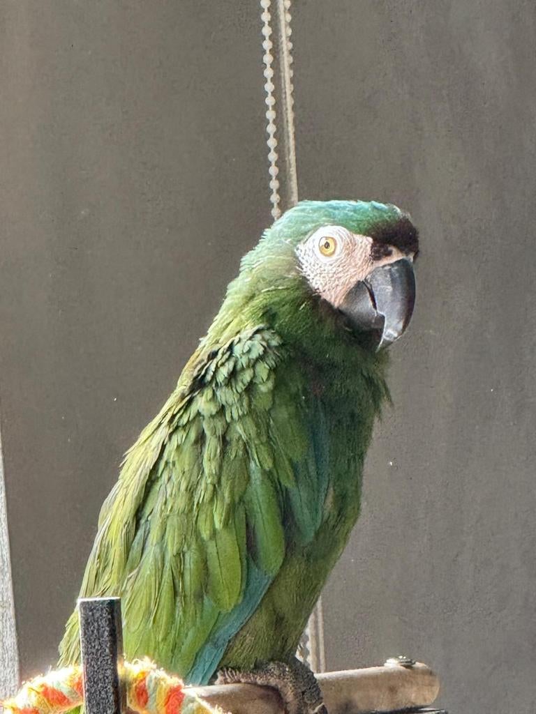 Ara de 9 mois, Animaux & Accessoires