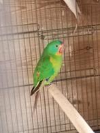 Associez des perruches Swift., Plusieurs animaux, Perruche, Bagué