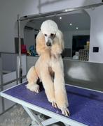 Koningspoedel reu 3 jaar oud, 3 à 5 ans, Chien (mâle), Caniche, Hépatite contagieuse (maladie de Rubarth)